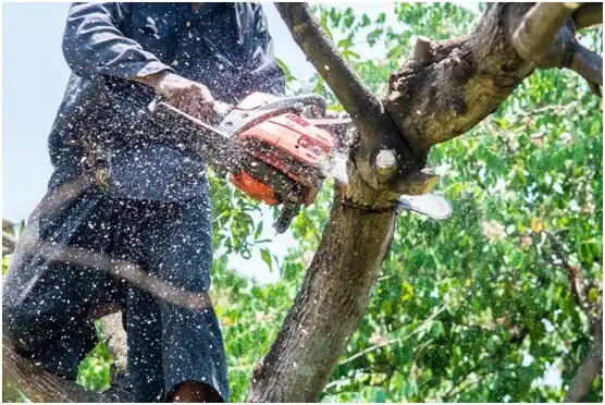 tree services Tioga